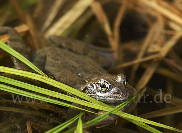 Grasfrosch (Rana temporaria)