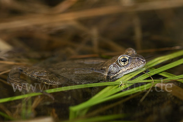 Grasfrosch (Rana temporaria)