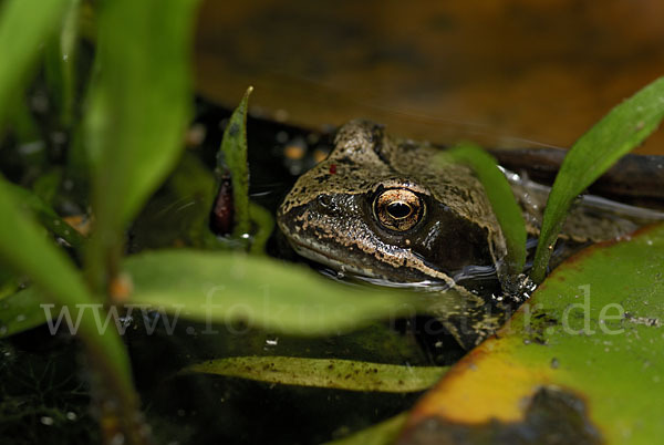 Grasfrosch (Rana temporaria)