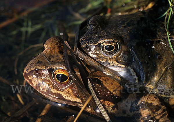 Grasfrosch (Rana temporaria)