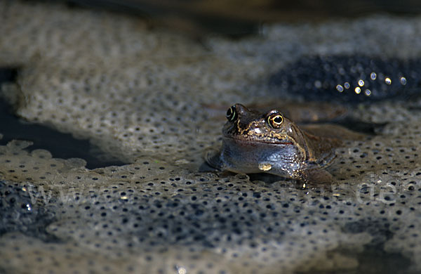 Grasfrosch (Rana temporaria)