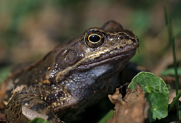 Grasfrosch (Rana temporaria)