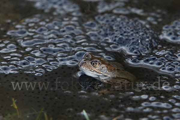 Grasfrosch (Rana temporaria)