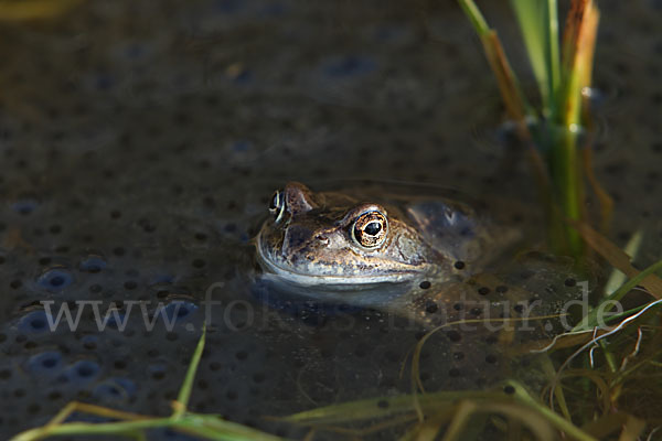 Grasfrosch (Rana temporaria)