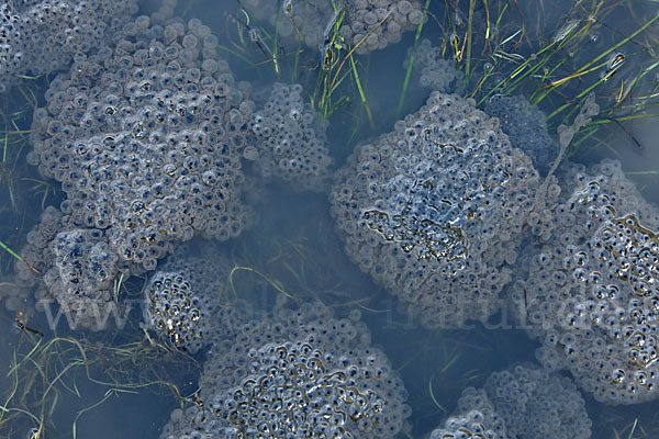 Grasfrosch (Rana temporaria)