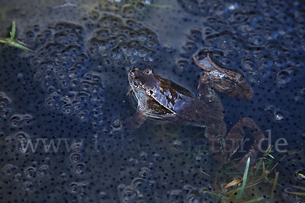 Grasfrosch (Rana temporaria)