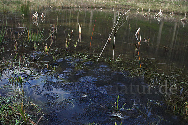 Grasfrosch (Rana temporaria)