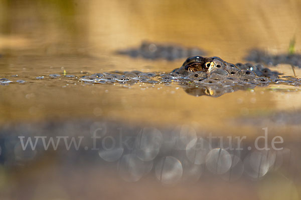 Grasfrosch (Rana temporaria)