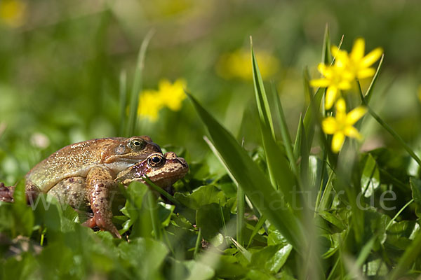 Grasfrosch (Rana temporaria)