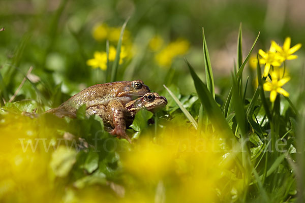 Grasfrosch (Rana temporaria)