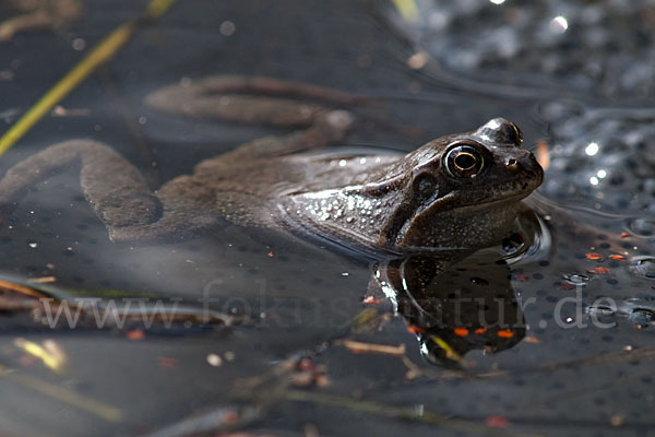 Grasfrosch (Rana temporaria)