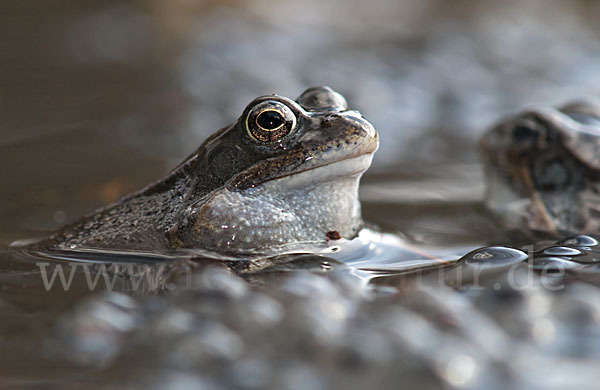 Grasfrosch (Rana temporaria)