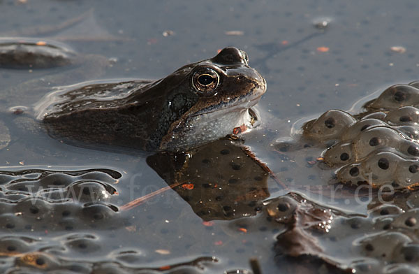 Grasfrosch (Rana temporaria)