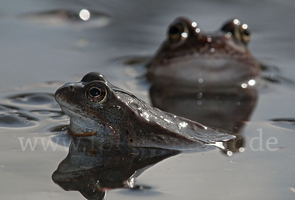 Grasfrosch (Rana temporaria)