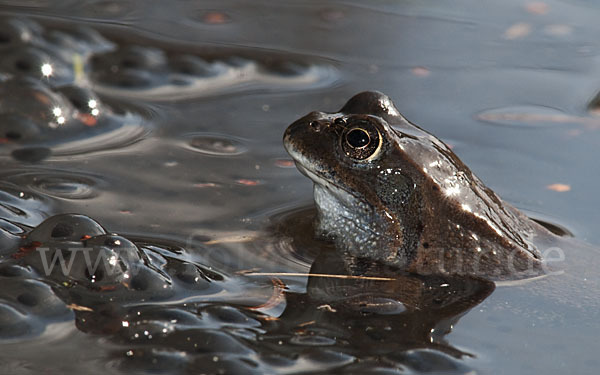 Grasfrosch (Rana temporaria)