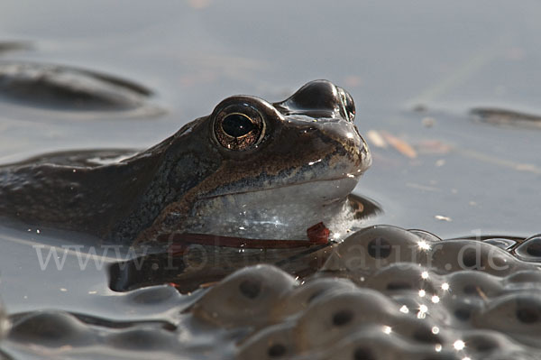 Grasfrosch (Rana temporaria)