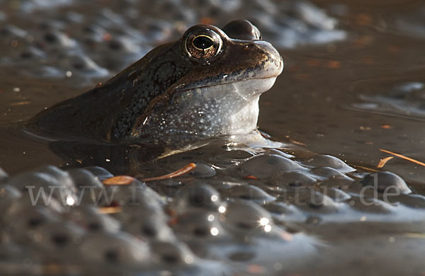 Grasfrosch (Rana temporaria)