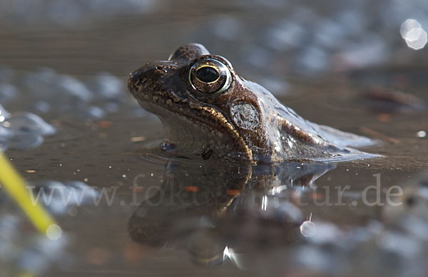 Grasfrosch (Rana temporaria)