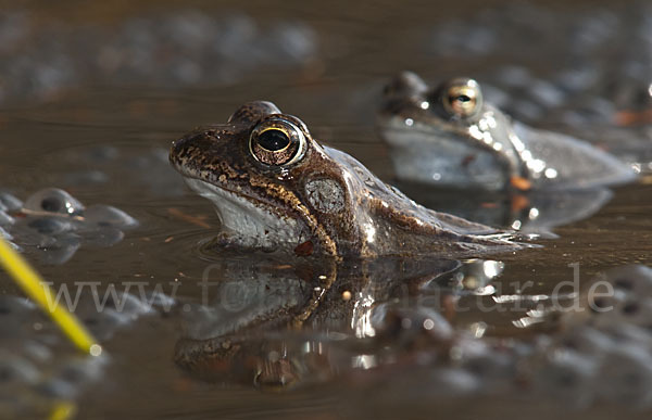 Grasfrosch (Rana temporaria)