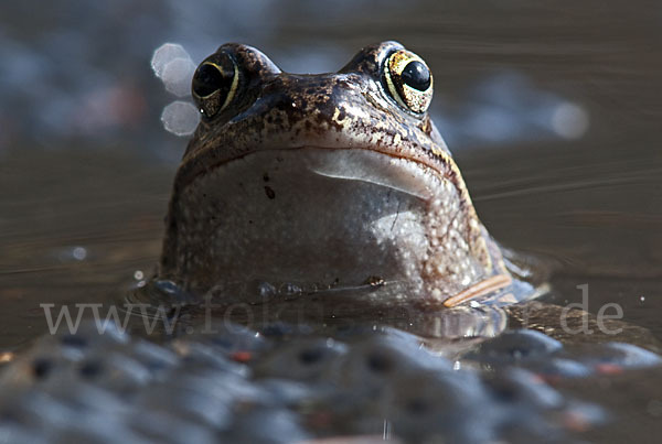 Grasfrosch (Rana temporaria)