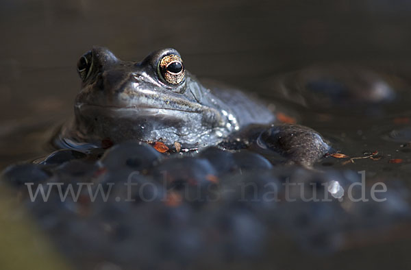 Grasfrosch (Rana temporaria)