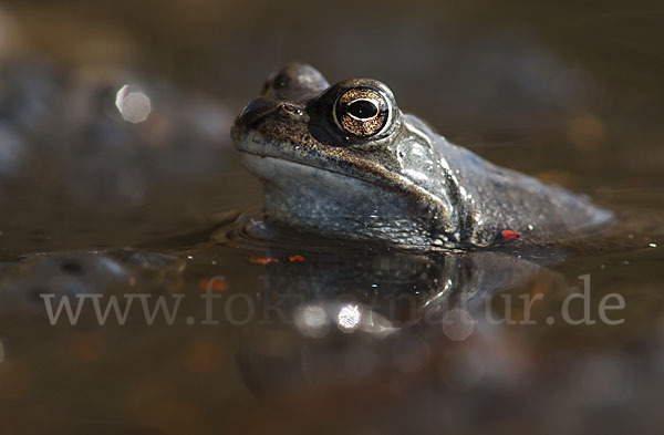 Grasfrosch (Rana temporaria)