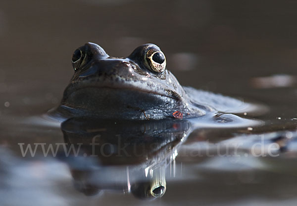 Grasfrosch (Rana temporaria)