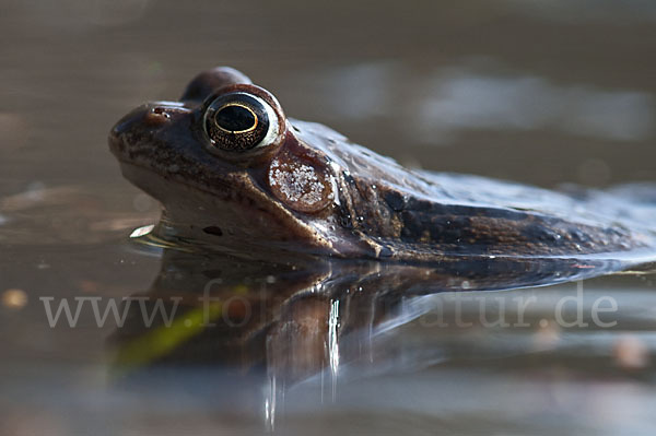 Grasfrosch (Rana temporaria)