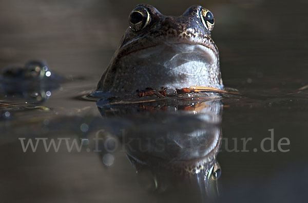 Grasfrosch (Rana temporaria)