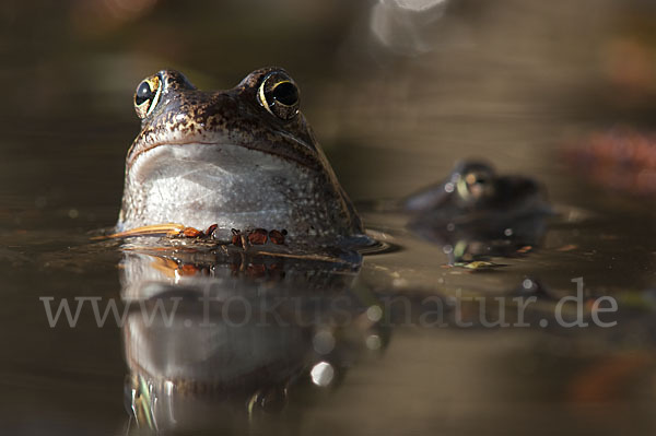 Grasfrosch (Rana temporaria)