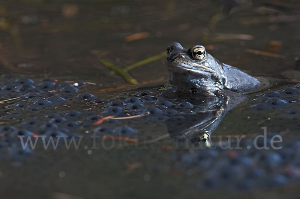 Grasfrosch (Rana temporaria)