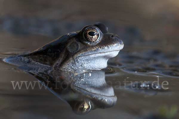 Grasfrosch (Rana temporaria)