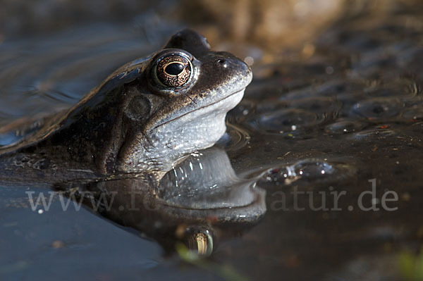 Grasfrosch (Rana temporaria)