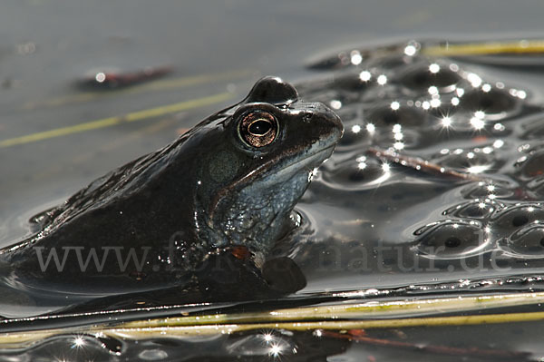 Grasfrosch (Rana temporaria)