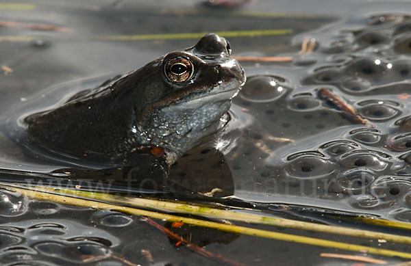 Grasfrosch (Rana temporaria)