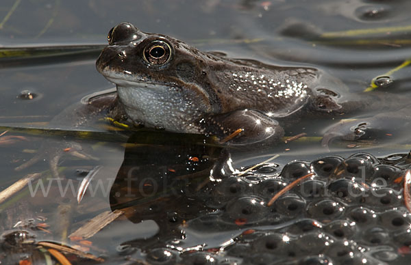 Grasfrosch (Rana temporaria)