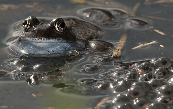 Grasfrosch (Rana temporaria)