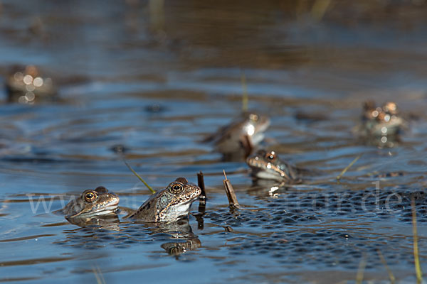 Grasfrosch (Rana temporaria)