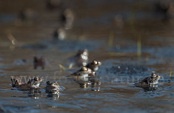 Grasfrosch (Rana temporaria)