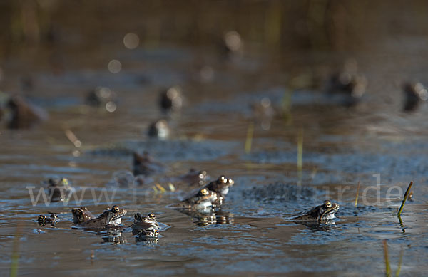 Grasfrosch (Rana temporaria)