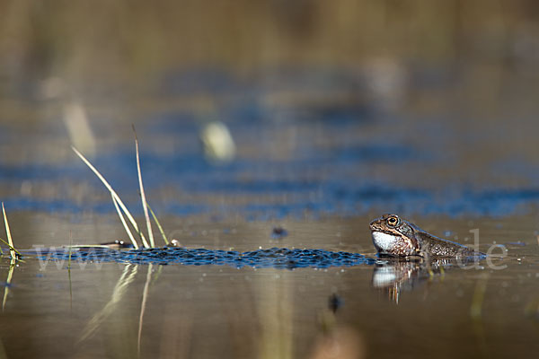 Grasfrosch (Rana temporaria)