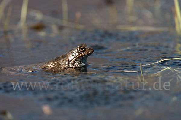 Grasfrosch (Rana temporaria)