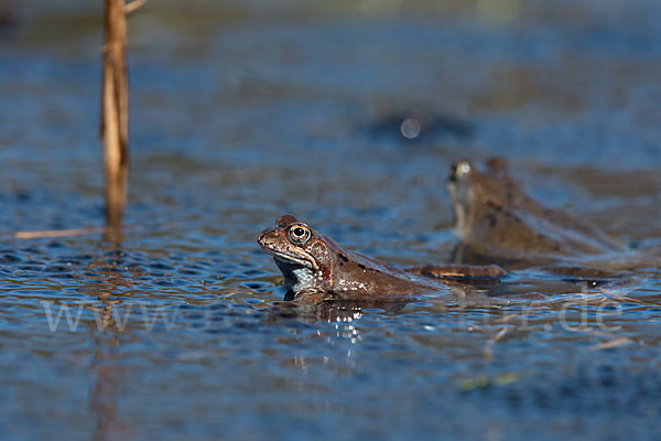 Grasfrosch (Rana temporaria)