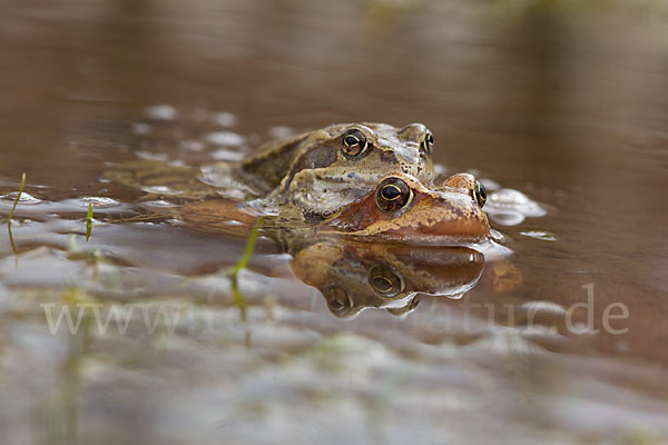 Grasfrosch (Rana temporaria)