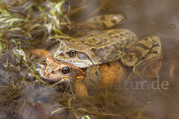 Grasfrosch (Rana temporaria)