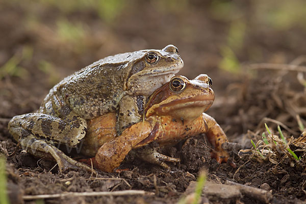 Grasfrosch (Rana temporaria)