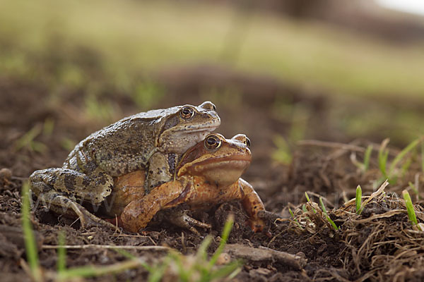 Grasfrosch (Rana temporaria)