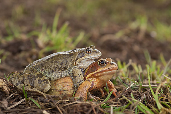 Grasfrosch (Rana temporaria)