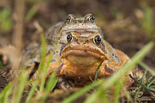 Grasfrosch (Rana temporaria)