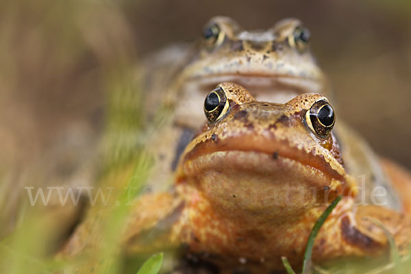 Grasfrosch (Rana temporaria)